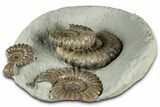 Concretion with Ammonite (Androgynoceras) Fossils - England #350693-2